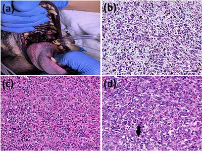 Current Status of Canine Melanoma Diagnosis and Therapy: Report From a Colloquium on Canine Melanoma Organized by ABROVET (Brazilian Association of Veterinary Oncology)